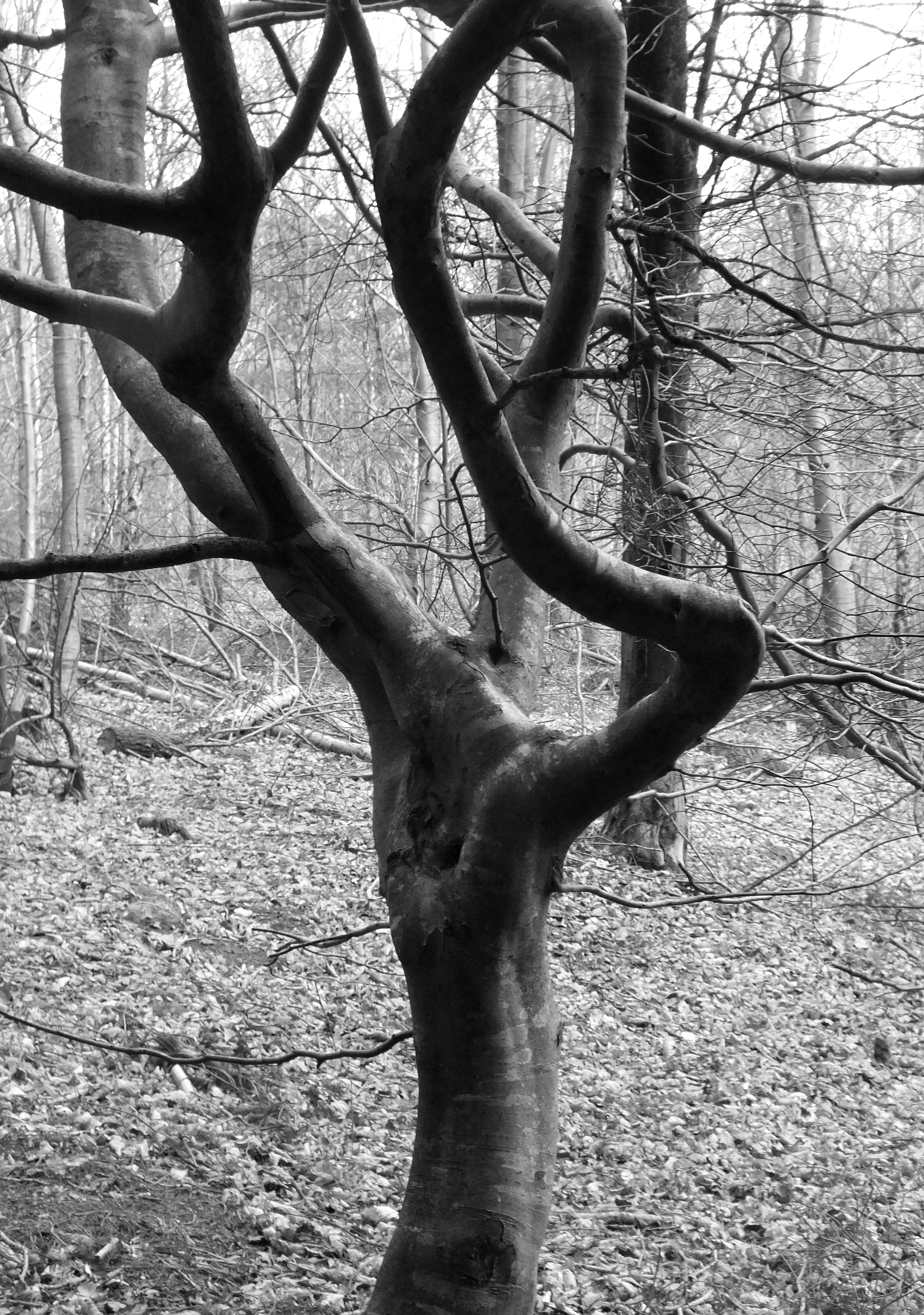 TWISTED TREE Bill Bagley Photography